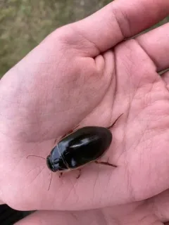 Dytiscus circumcinctus thumbnail 3