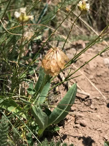 Hayden's Clover