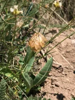 Hayden's Clover thumbnail 1