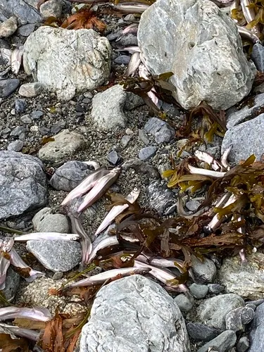 Pacific Capelin