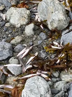 Pacific Capelin thumbnail 1