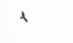 Western Marsh Harrier thumbnail 2