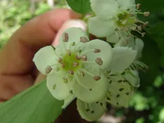 Caughnawaga hawthorn thumbnail 3