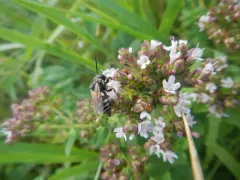 Simple Longhorn-Cuckoo thumbnail 3