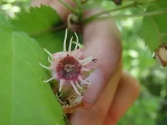 Large-flowered Cockspurthorn thumbnail 3