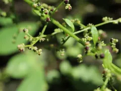 Many-seeded Goosefoot thumbnail 3