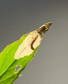 Aristotelia isopelta thumbnail 2