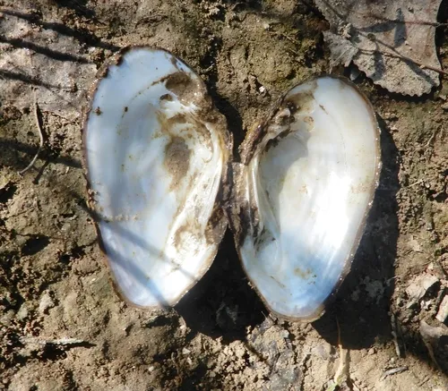 Kidneyshell