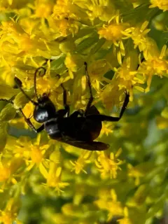Anoplius semicinctus thumbnail 3