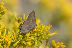 Mountain Mahogany Hairstreak thumbnail 4