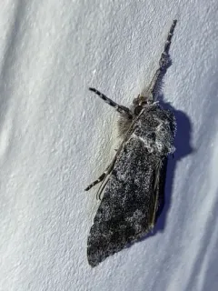 Sympistis anweileri thumbnail 4
