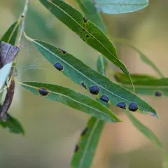 Willow Tar Spot thumbnail 4