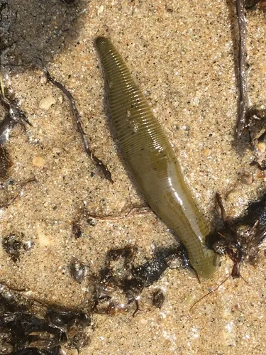 Haemopis grandis