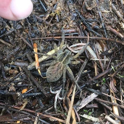 Wetland Giant Wolf Spider