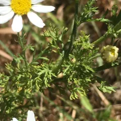 Stinking chamomile thumbnail 1
