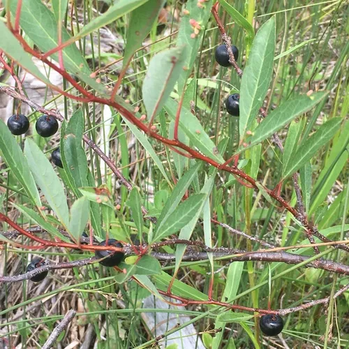 sand cherry