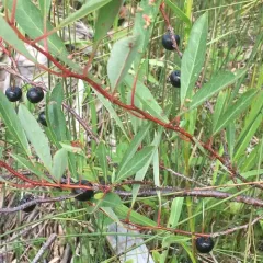 sand cherry thumbnail 1