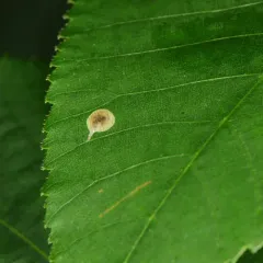 Pecan Leafminer Moth thumbnail 3