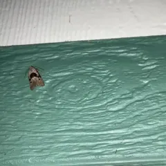 Sympistis umbrifascia thumbnail 3