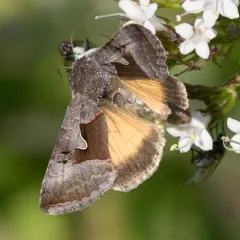 Syngrapha diasema thumbnail 2