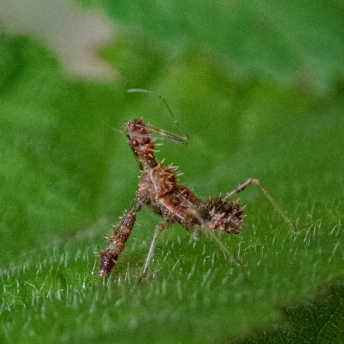 Spined Assassin Bug