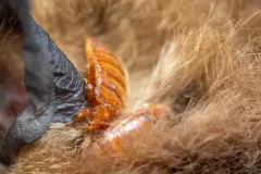 Western Bat Bug thumbnail 3