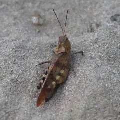 Boll's Grasshopper thumbnail 4