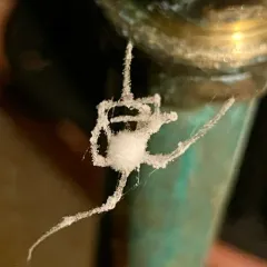 Engyodontium aranearum thumbnail 1