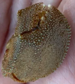 Flat-clawed Hermit Crab thumbnail 2