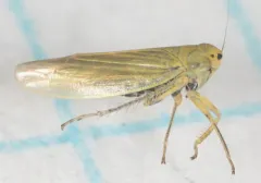 Cicadula subcupraea thumbnail 3