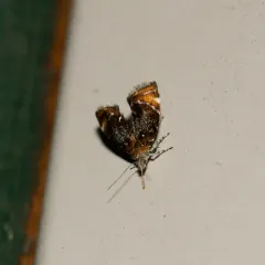Skullcap Skeletonizer Moth thumbnail 3