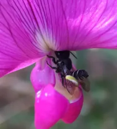Megachile angelarum thumbnail 3