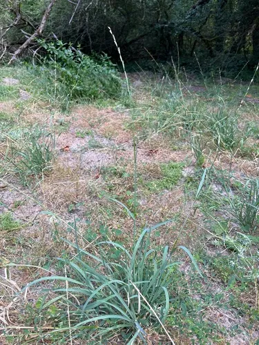 low manna grass
