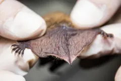 Fringed Myotis thumbnail 2