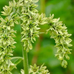 green false hellebore thumbnail 4