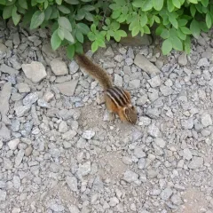Yellow-pine Chipmunk thumbnail 3