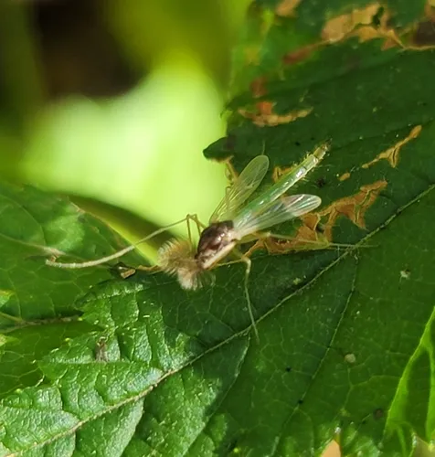 Endochironomus nigricans