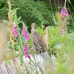 Sooty Grouse thumbnail 3