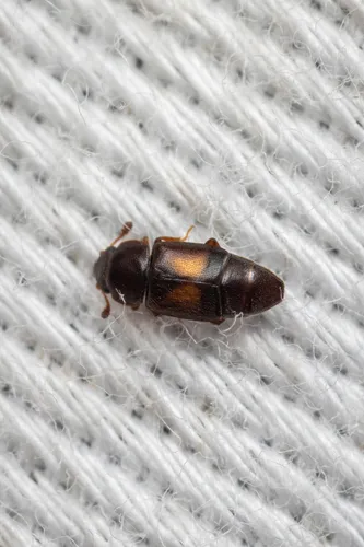 Disk-shaped Sap Beetle