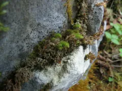 Thomson's Calcareous Moss thumbnail 2