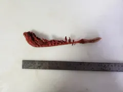 Ptilella grandis thumbnail 3