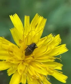 Daisy Flower Weevil thumbnail 2