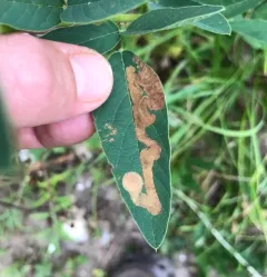 Desmodium Leaf-mining Beetle thumbnail 4