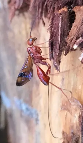 Pristaulacus foxleei