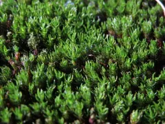 Northern Haircap Moss thumbnail 4
