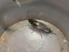 Sirex abietinus thumbnail 2