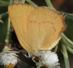 Golden Hairstreak thumbnail 3