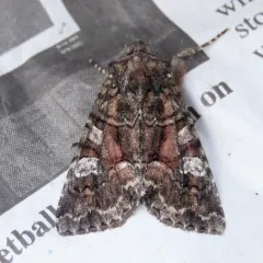 Wandering Brocade Moth thumbnail 2