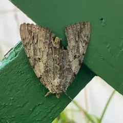 Youthful Underwing thumbnail 4