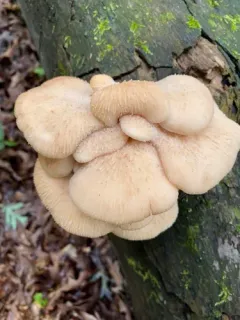 Lentinellus vulpinus thumbnail 2